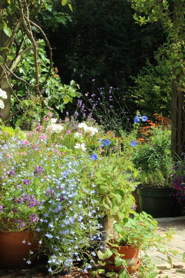 September Garden. The End of Summer. Zeens and Roger